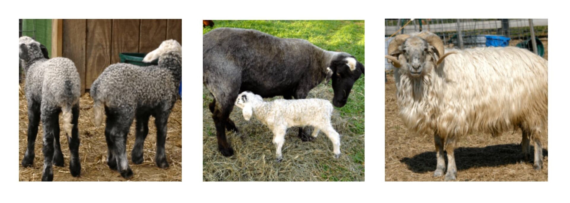 Karakul Sheep Yarns - Checkmate Farm